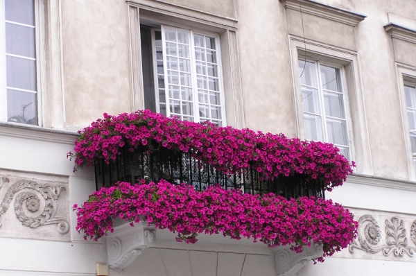 Оформление балкона цветами